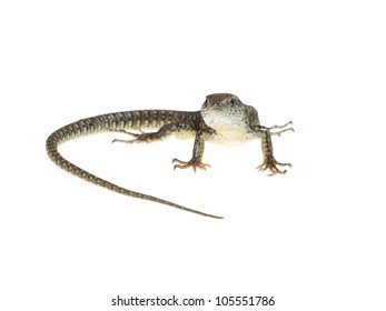 Common Lizard On White Background Natural Stock Photo 105551786 ...