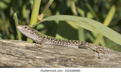 Common Lizard On A Wooden Fence, Podarcis Muralis, Lacertidae