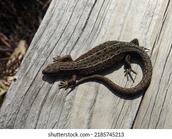 Common Lizard In The Sun