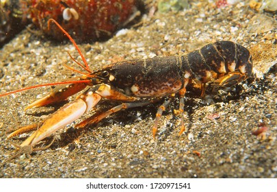 Common Lobster On Reef Wall