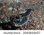 common lobster walking on pebble seabed in cave