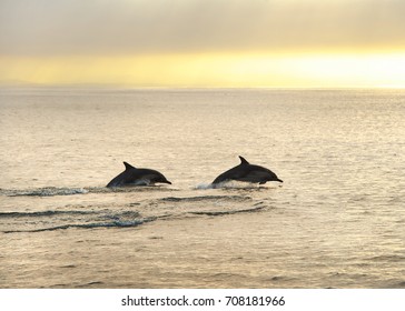 Common Long Beak Dolphins In The Sunset