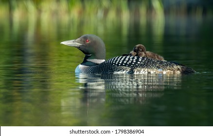 Common loon in Acadia National Park Maine 