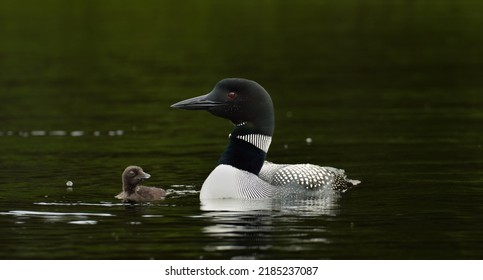 Common Loon With Common Loon Baby