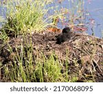 Common Loon Baby Chick on nest about couple hours after hatching, displaying brown fluffy down feathers in its wetland marsh environment and habitat. Baby Bird Photo. Baby Loon. 