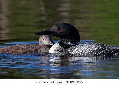 Common Loon With Its Baby Floating On A Lake