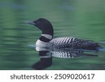 Common loon
Birds beautiful nature