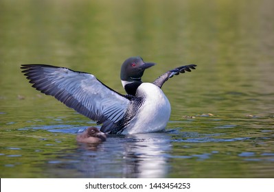 Common Loon breaching the water with chick beside her and spreads her wings in the morning in Ontario, Canada