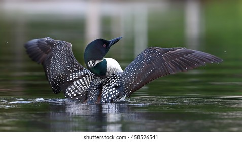 Common Loon breaching the water to dry her wings in the morning as she swims on Wilson Lake, Que, Canada