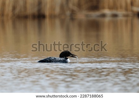 Common Loon catches small fish. 