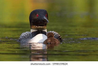 A Common Loon With A Chick 