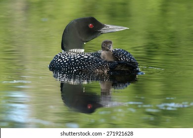 Common Loon Chick (Gavia immer)  Riding on Parent's Back - Ontario, Canada