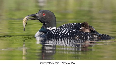 Common Loon And Chick In Maine 