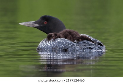 Common Loon And Chick In Maine 