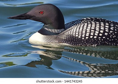 Common Loon Close Up Reflections