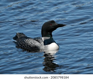 Common Loon Close-up Profile Side View Swimming In The Lake In Its Environment And Habitat, Displaying Red Eye, White And Black Feather Plumage, Loon In Wetland . Loon On Lake. Loon Photo.