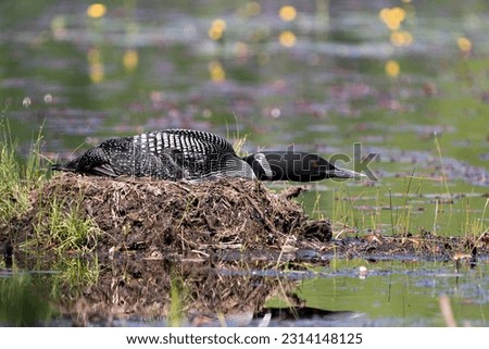 Common Loon close-up view nesting on its nest with marsh grasses, mud and water  in its environment and habitat.  Loon on Nest. Loon in Wetland. Loon on Lake Image. Picture. Portrait. Photo. 