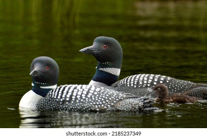 Common Loon Family With Baby