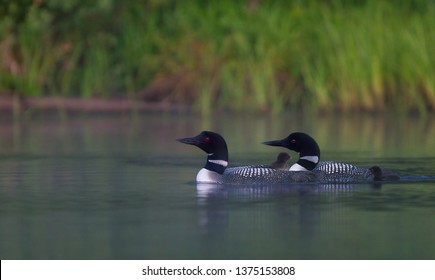 Common Loon family Gavia immer swimming with chicks with them on Wilson Lake, Que, Canada