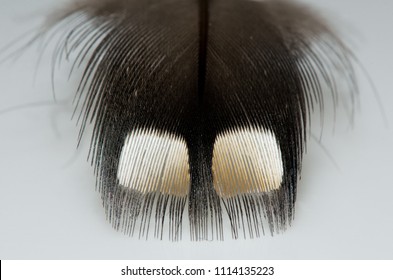 Common Loon Feather Minnesota Agnieszka Bacal.