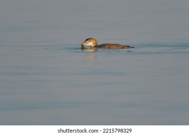 Common Loon Feeding At Seaside. It Is A Large, Heavy-billed Loon. Common And Widespread In North America