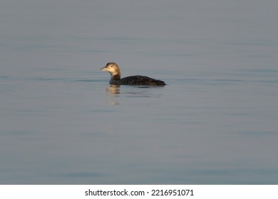 Common Loon Feeding At Seaside. It Is A Large, Heavy-billed Loon. Common And Widespread In North America