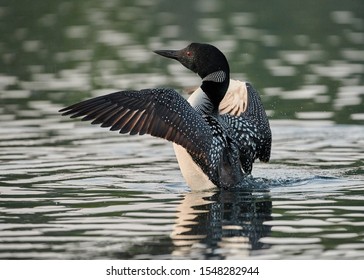 Common Loon Flapping it's Wings 