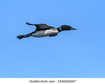 Common Loon In Flight On Blue Sky