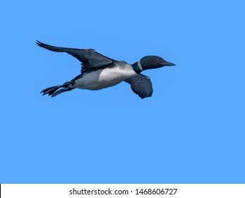 common loon flying