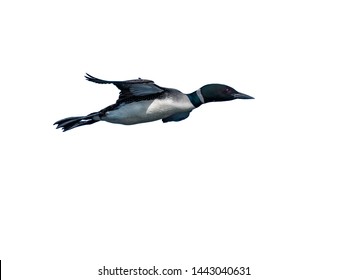 Common Loon In Flight On White Background, Isolated