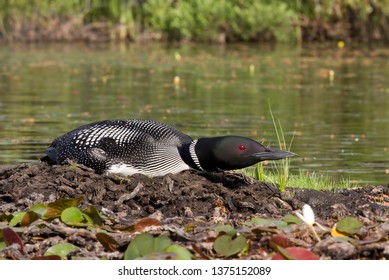 58 Common Loon Eggs Images, Stock Photos & Vectors 