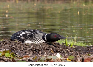 58 Common loon eggs Images, Stock Photos & Vectors | Shutterstock