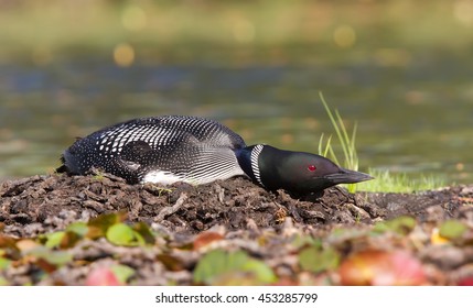 58 Common loon eggs Images, Stock Photos & Vectors | Shutterstock