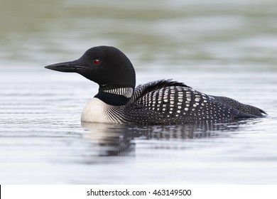 Common Loon (Gavia Immer) On An Ontario Lake In Summer