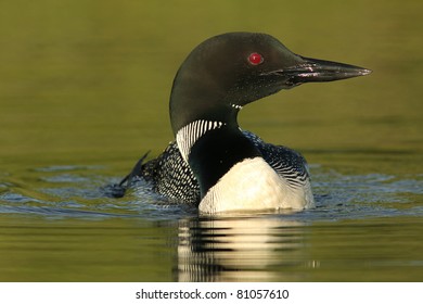 Common Loon (Gavia Immer) - Ontario, Canada