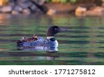 Common Loon (Gavia immer) swimming with two chicks on her back on White Lake, Ont, Canada