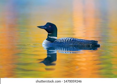 Common Loon (Gavia immer) swimming in a rainbow of colours on Wilson Lake, Que, Canada