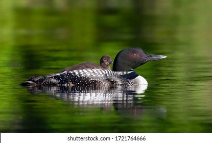 Common Loon (Gavia immer) swimming with a week old chick on her back on Buck Lake, Ontario, Canada