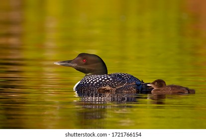 Common Loon (Gavia immer) swimming with a week old chick by her side on Buck Lake, Ontario, Canada