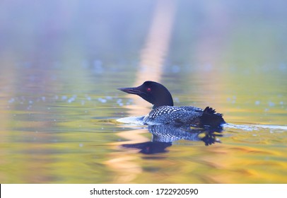 Common Loon (Gavia immer) swimming on a reflective colourful lake in Ontario, Canada