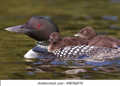 Common Loon (Gavia immer) swimming with two chicks on her back on Wilson Lake, Que, Canada