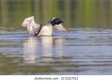 Common Loon Or Great Northern Diver (Gavia Immer)