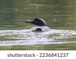 Common Loon in Green Water

(Gavia immer) skims through a lake in the Northern Minnesota summer.  Dark black plumage mixed with white and robust beak for catching fish