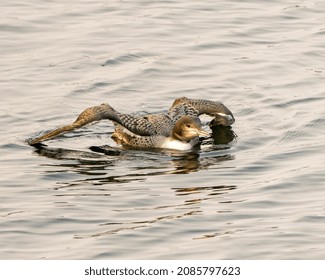 Common Loon Immature Young Bird Swimming In Its Environment And Habitat Surrounding, Displaying Its Growing Up Stage Spread Wings And Feather. Flapping Wings. Wing Span. Picture. Image.