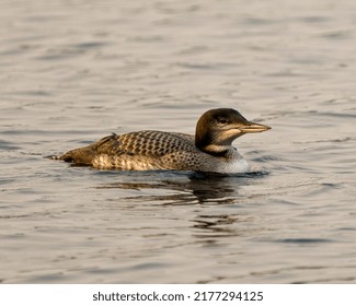 Common Loon Immature Young Bird Swimming In Its Environment And Habitat Surrounding, Displaying Its Growing Up Stage Feather Plumage. 