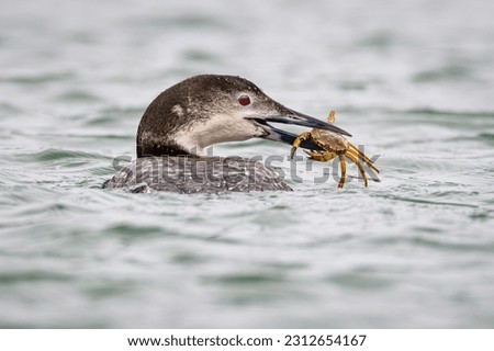 Common Loon looking at camera with crab in its mouth