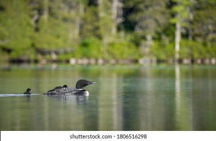 A common loon in Maine 