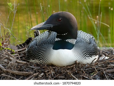 A Common Loon in Maine 