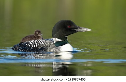 Common loon in Maine on a lake