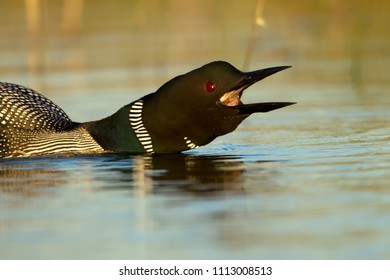 Common Loon In Minnesota Agnieszka Bacal.